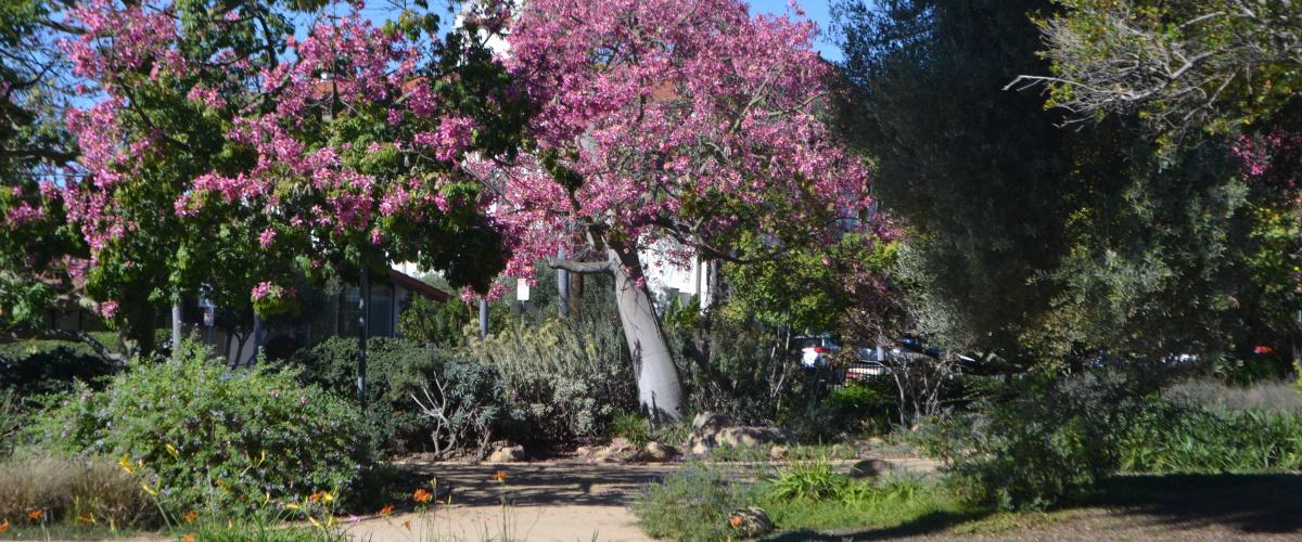 Garden, Santa Barbara, California 93101, 2 Bedrooms Bedrooms, ,2 BathroomsBathrooms,Condo,For Rent,Garden,1002